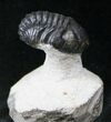 Curled Phacops Trilobite #12937-2